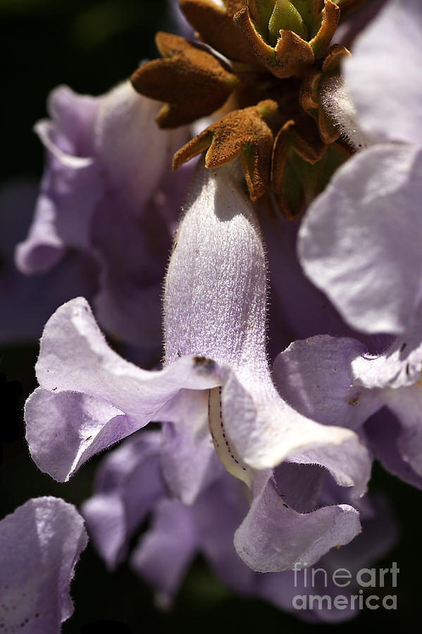 Sapphire Dragon Flower Photograph by Joy Watson
