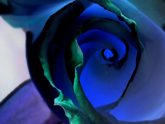 Sapphire Rose Photograph by Julia McHugh