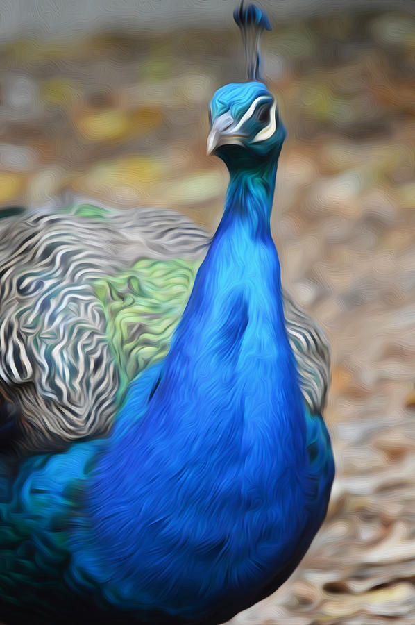 Peacock Photograph - Sapphire Smiling by Jimi Bush
