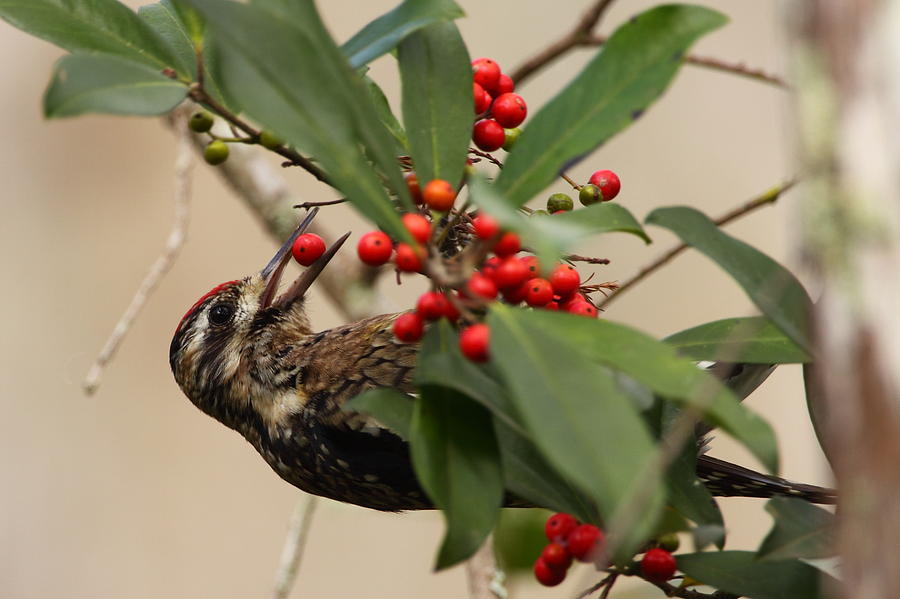 Sapsucker Eating Holly Berries Photograph by Bruce J Robinson