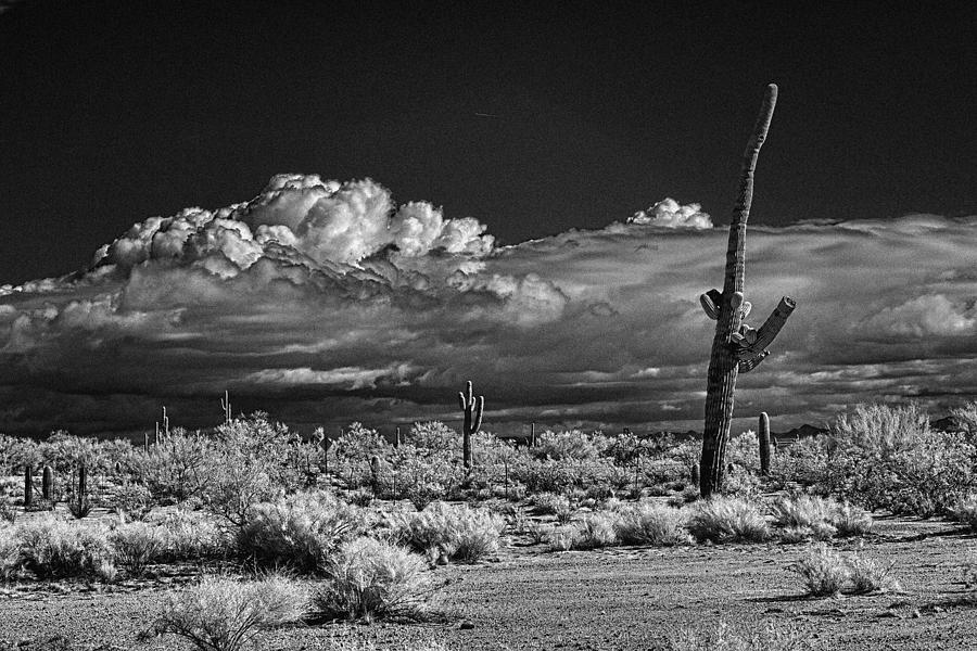 Saquaro Arizona Photograph by Hugh Smith