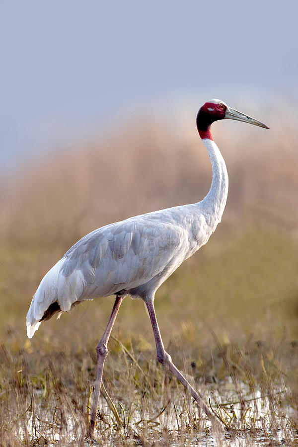 Saras Crane Photograph by Milind Waichal - Fine Art America