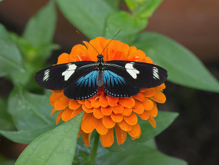 Saras Longwing Butterfly Photograph by Jack Nevitt