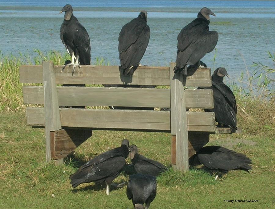 Black Vultures Photograph - Sarasota Vultures by Emmy Vickers