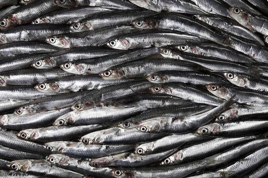 Sardines Photograph by Massimo Merlini