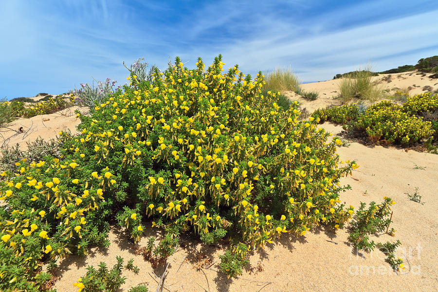 Sardinia - flowered dune Photograph by Antonio Scarpi