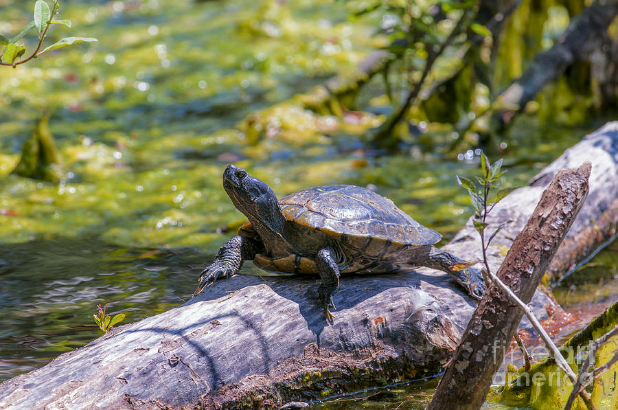 Sardis Pond Turtle Photograph by Sharon Talson