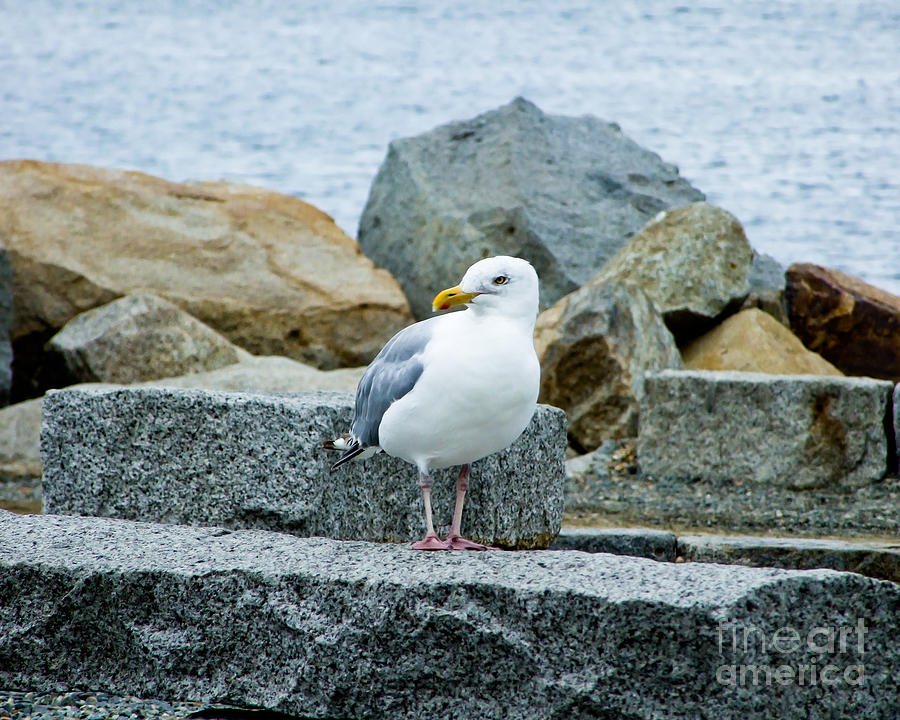 Sardonic Seagull Photograph by Kristen Fox