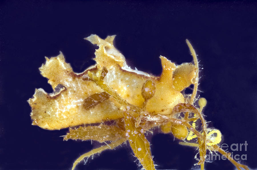 Sargasso Sea Nudibranch Photograph by Anthony Mercieca - Fine Art America