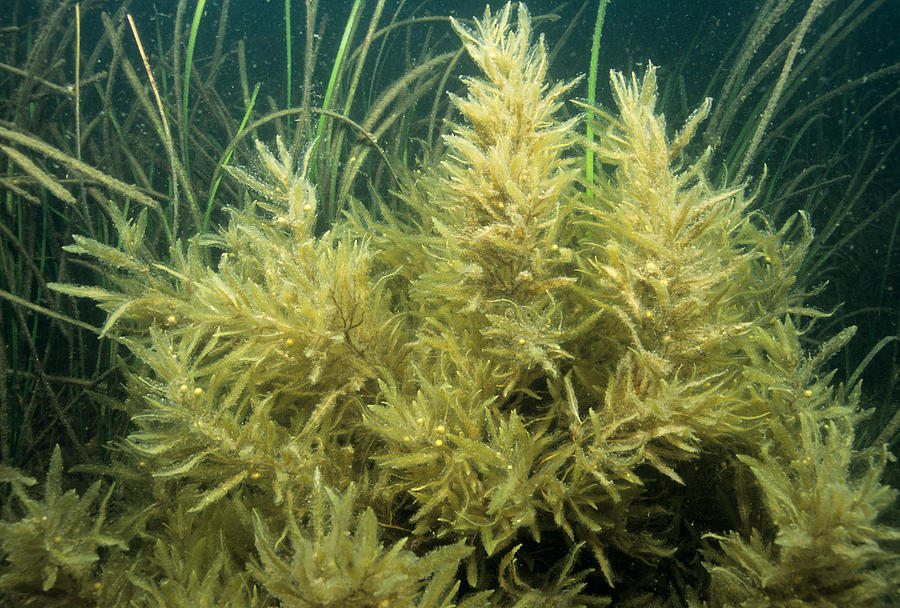 Sargassum Seaweed Photograph by Andrew J. Martinez