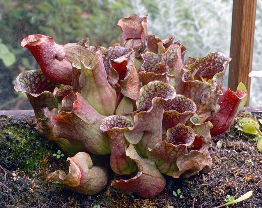 Nature Photograph - Sarracenia purpurea ssp venos by Science Photo Library