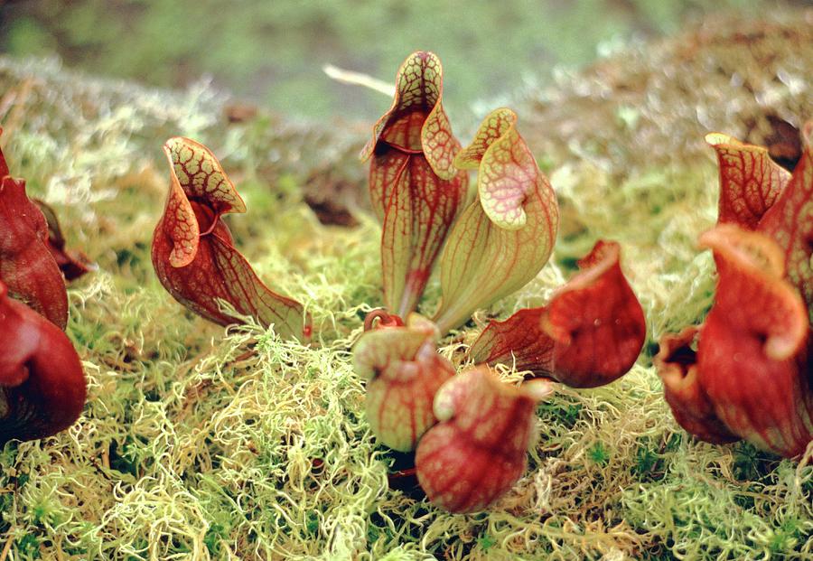 Sarracenia Purpurea Ssp Venosa Photograph by Frank M Hough/science ...