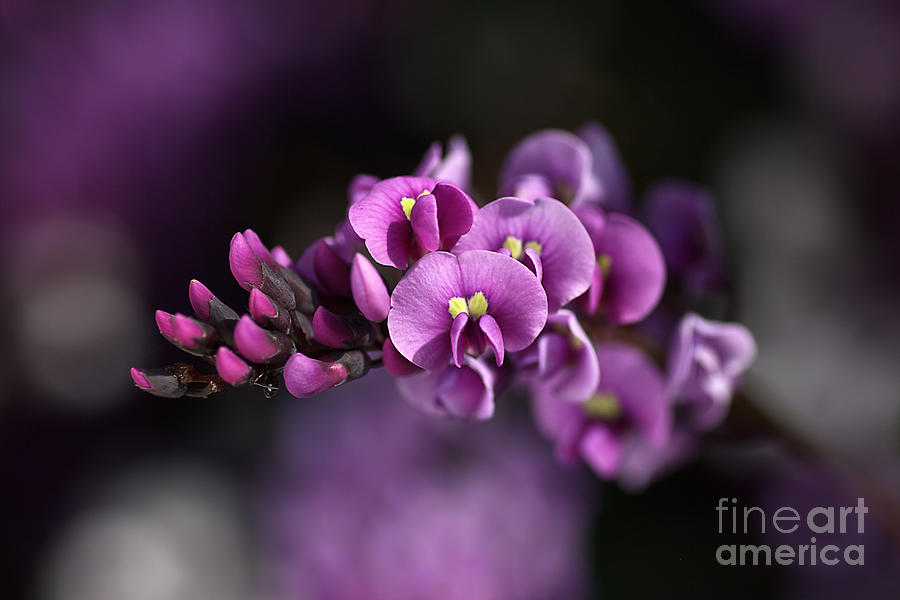 Flower Photograph - Sarsaparilla flower by Joy Watson
