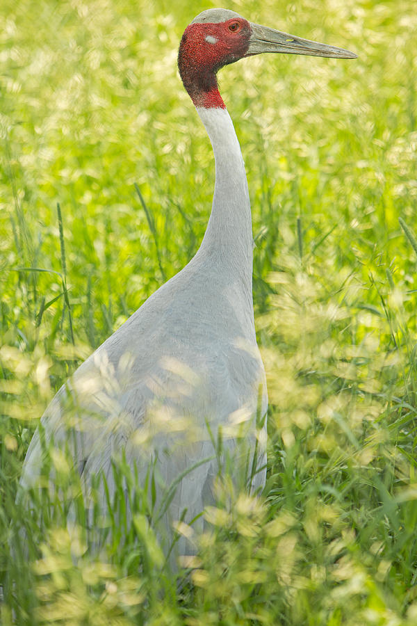Sarus Crane at the International Crane Foundation in Wisconsin Photograph by Natural Focal Point Photography