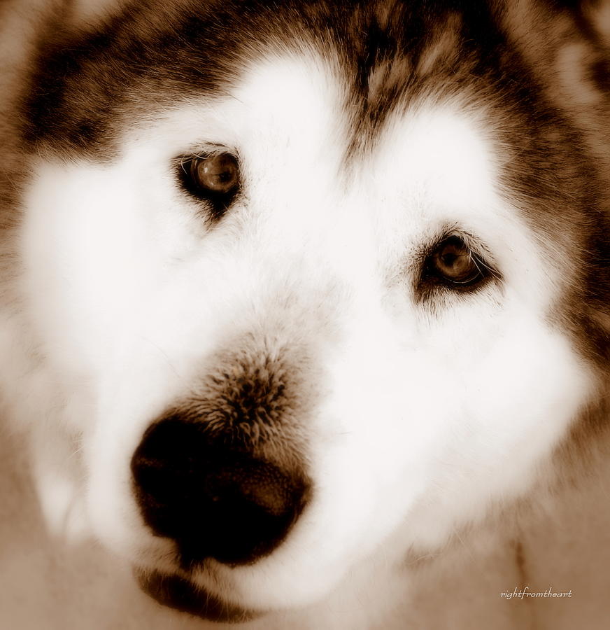 Dog Photograph - Salcha by Bob and Kathy Frank