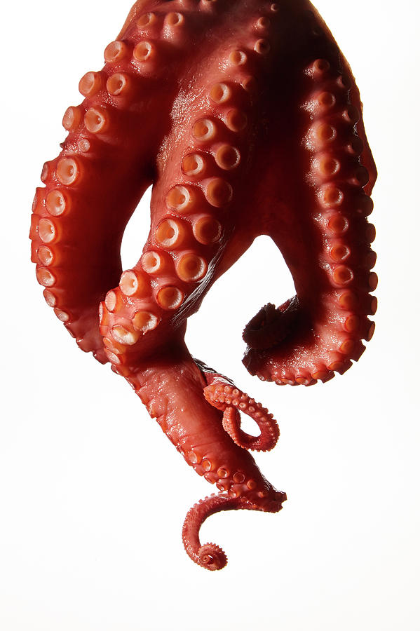 Sashimi Octopus Tentacles Isolated Photograph by Brad Wenner