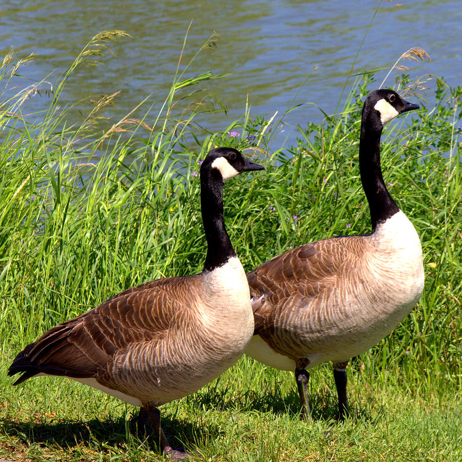 Geese Photograph - Saskatchewan Geese by Amber  Brechin 