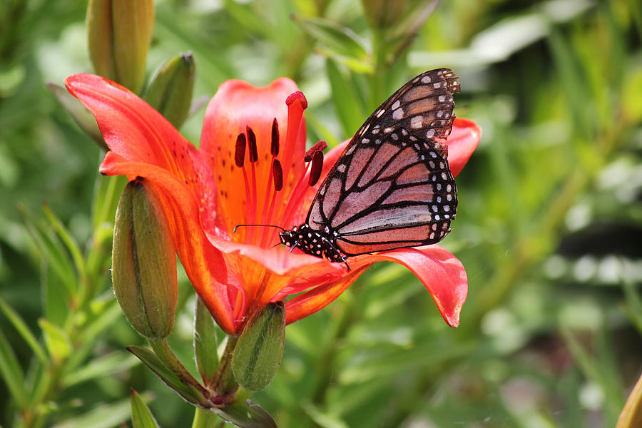 Lily Photograph - Saskatchewan Prairie Lily and Butterfly by Ryan Crouse