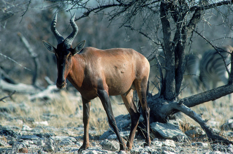 Sassaby Antelope, Namibia Photograph by Robert Caputo - Fine Art America