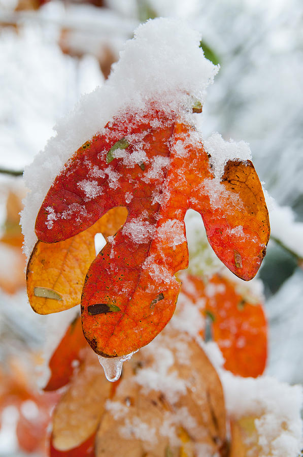 Sassafras Leaf With Snow Photograph by Kenneth Murray