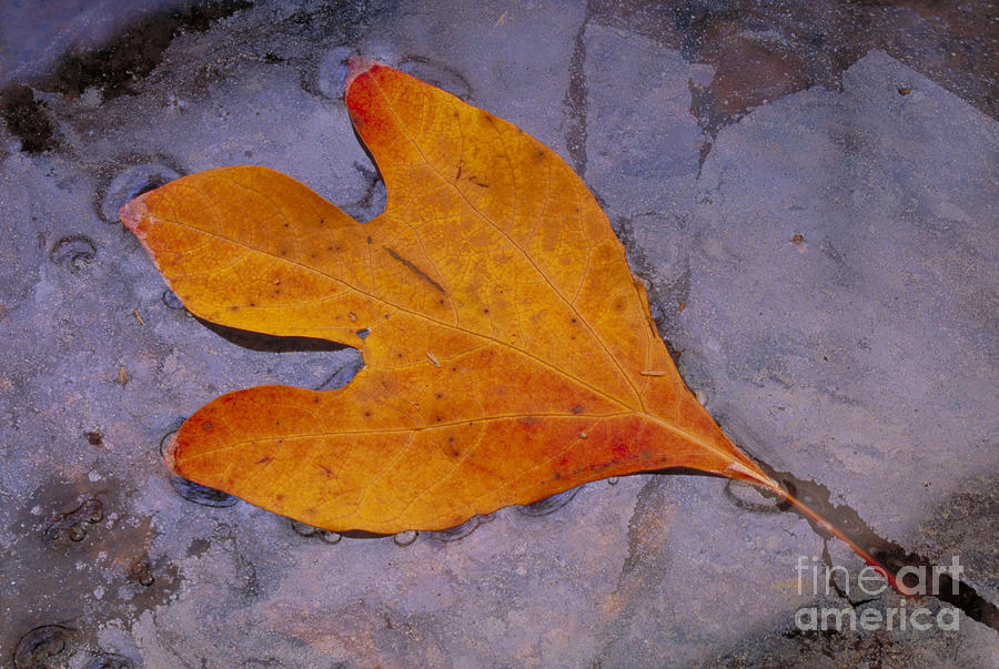 Sassafras Sassafras Albidum Leaf Photograph by Larry West