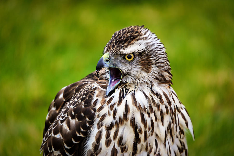 Hawk Photograph - Sassy by Dennis Bolton
