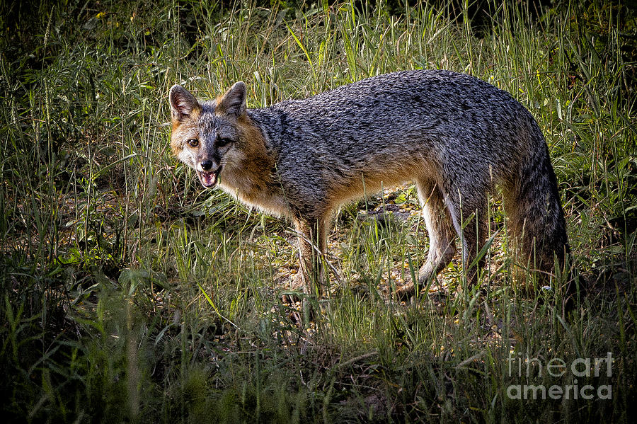 Sassy Fox Photograph by Ronald Lutz
