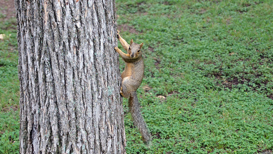 Sassy Squirrel Photograph by Lauren Gage - Fine Art America