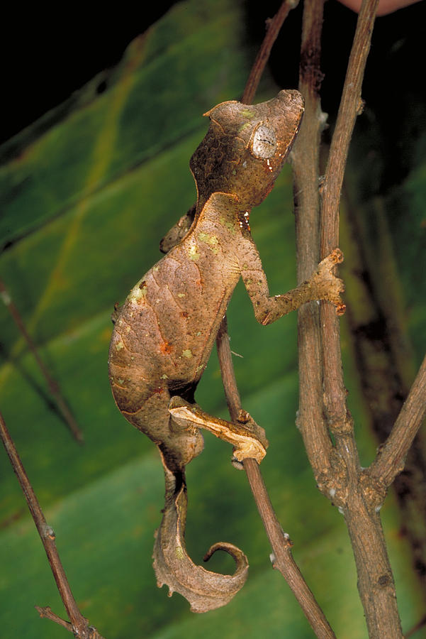 Satanic Leaf-tailed Gecko Photograph by Gregory G Dimijian