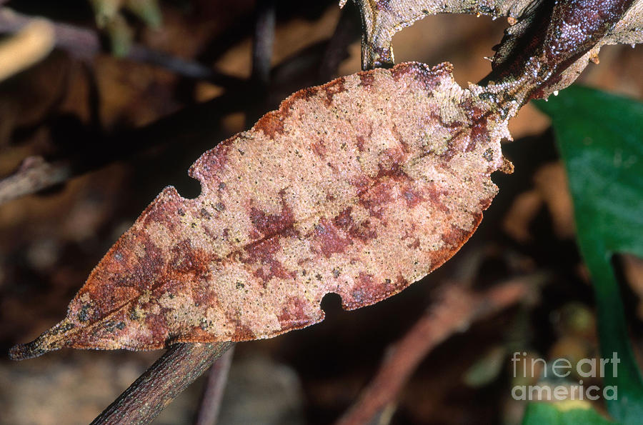 Satanic Leaf-tailed Gecko Tail Photograph by Gregory G. Dimijian, M.D.