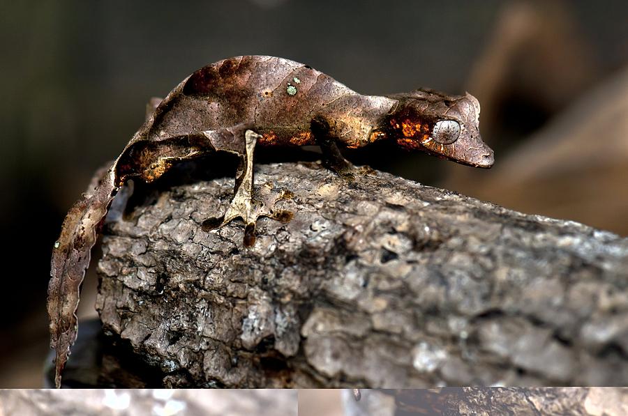 Satanic leaftail gecko Photograph by Science Photo Library - Fine Art ...