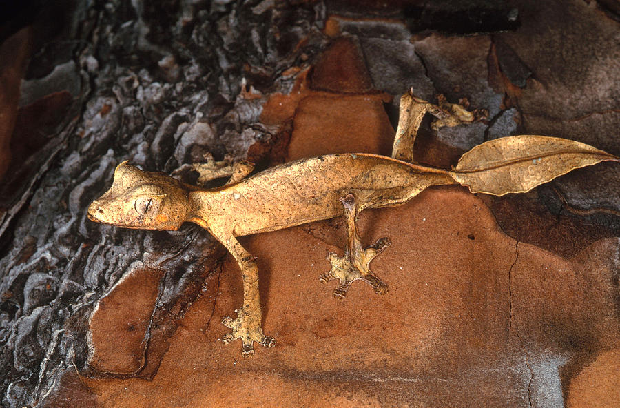 Satanic Leaftail Gecko Photograph by Steve Cooper