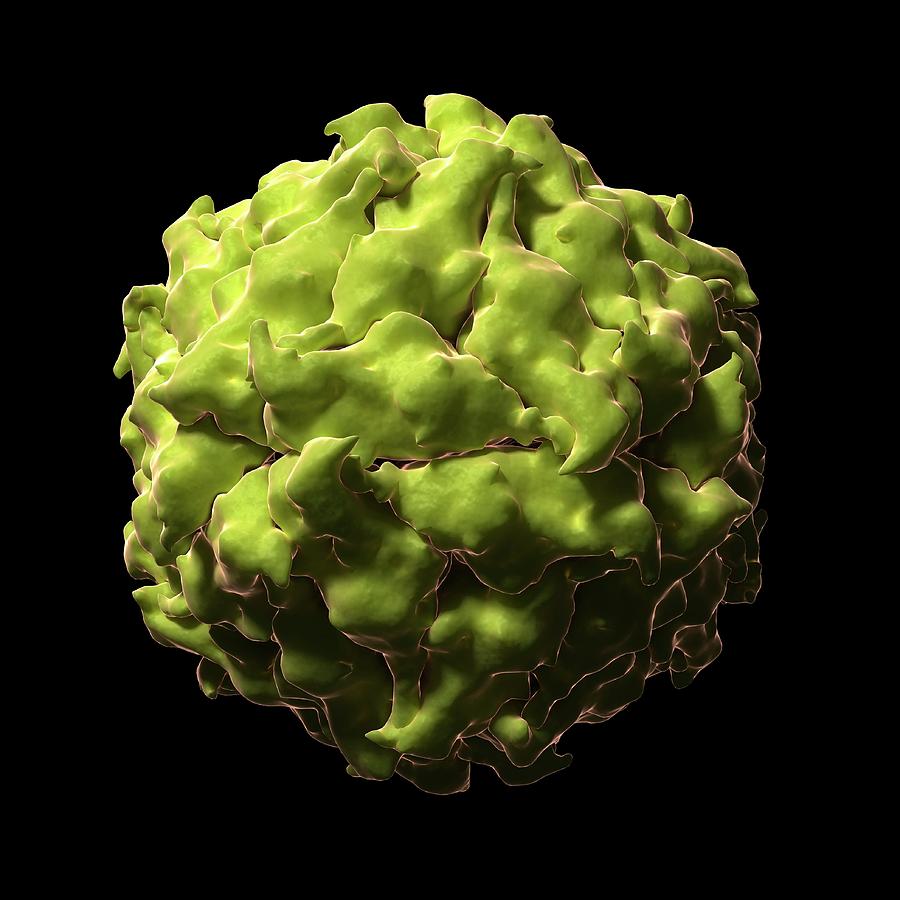 Satellite Panicum Mosaic Virus Photograph by Sciepro/science Photo Library