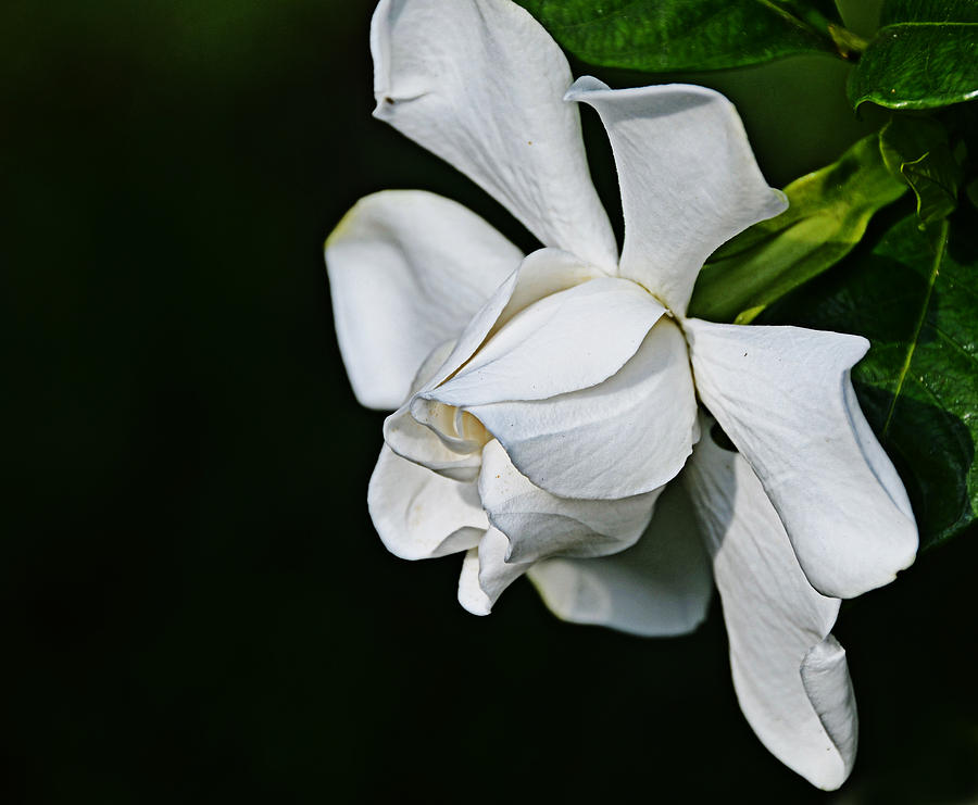 Satin Blossom Photograph by Linda Brown