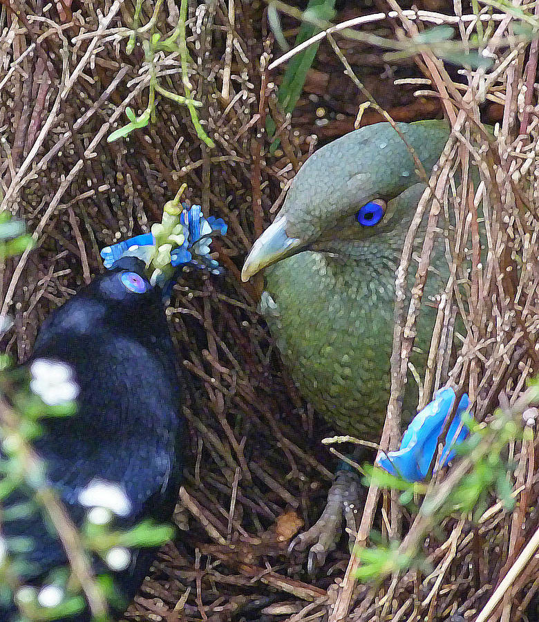 Satin Bowerbirds - The Courting Gift Photograph by Margaret Saheed