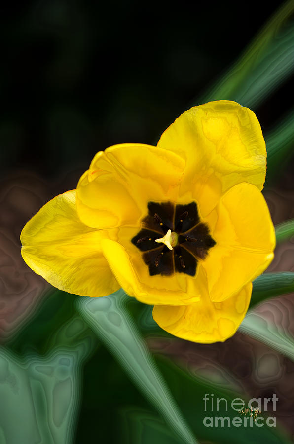 Satin Tulip Photograph by Lois Bryan