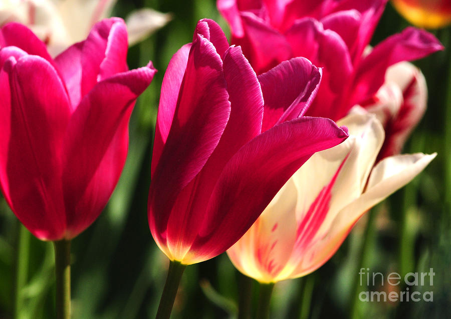 Satin Tulips Photograph by Olivia Hardwicke