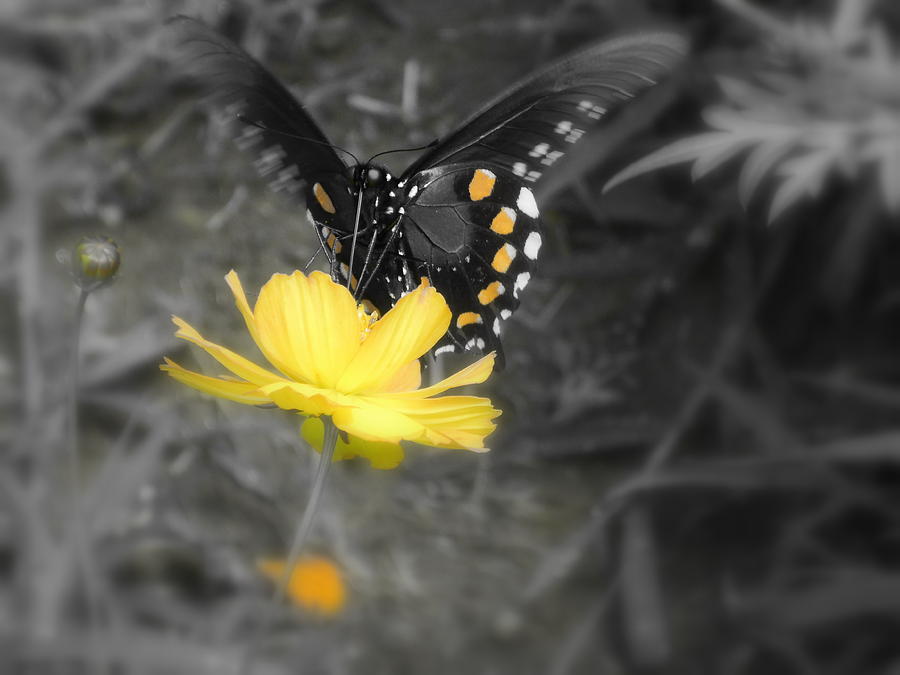 Satisfied Butterfly Photograph by Diannah Lynch