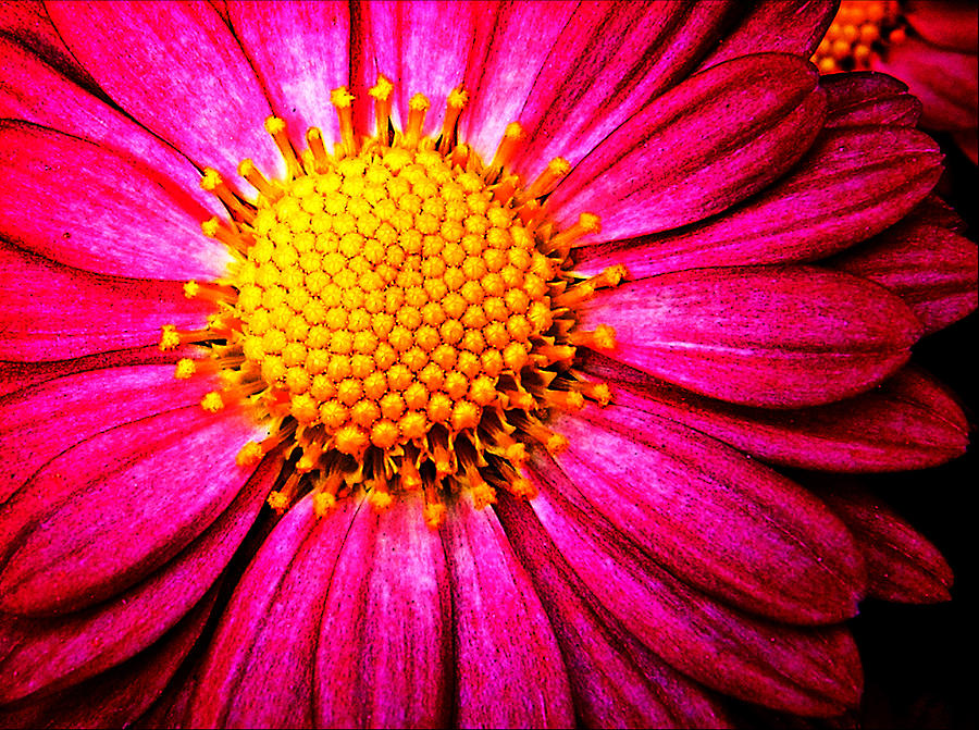 Saturated Mum Flower Photograph by John Henkel - Fine Art America