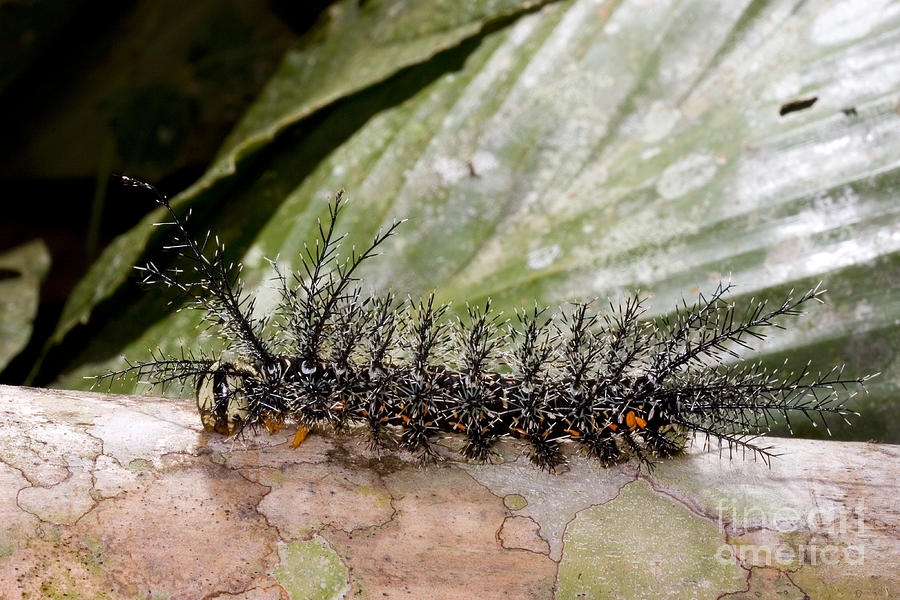 Saturniid Moth Caterpillar Photograph by Gregory G. Dimijian, M.D.