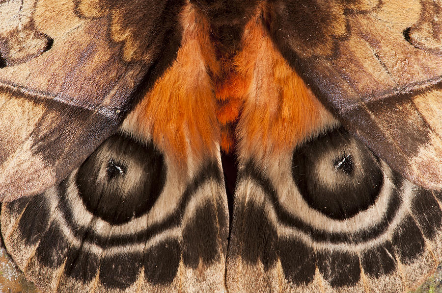 Animal Photograph - Saturniid Moth Yasuni Ecuador by Pete  Oxford