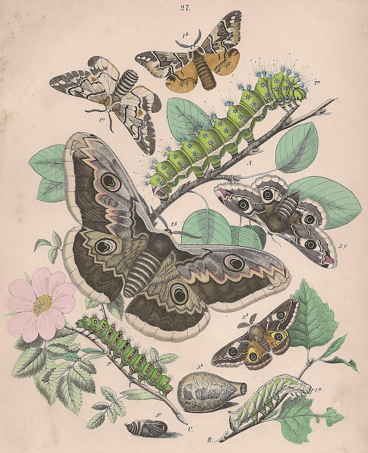 Saturniidae Drawing by W Kirby