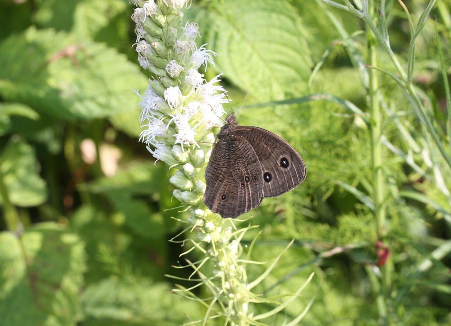 Satyr Butterfly on Liatris Photograph by Lucinda VanVleck