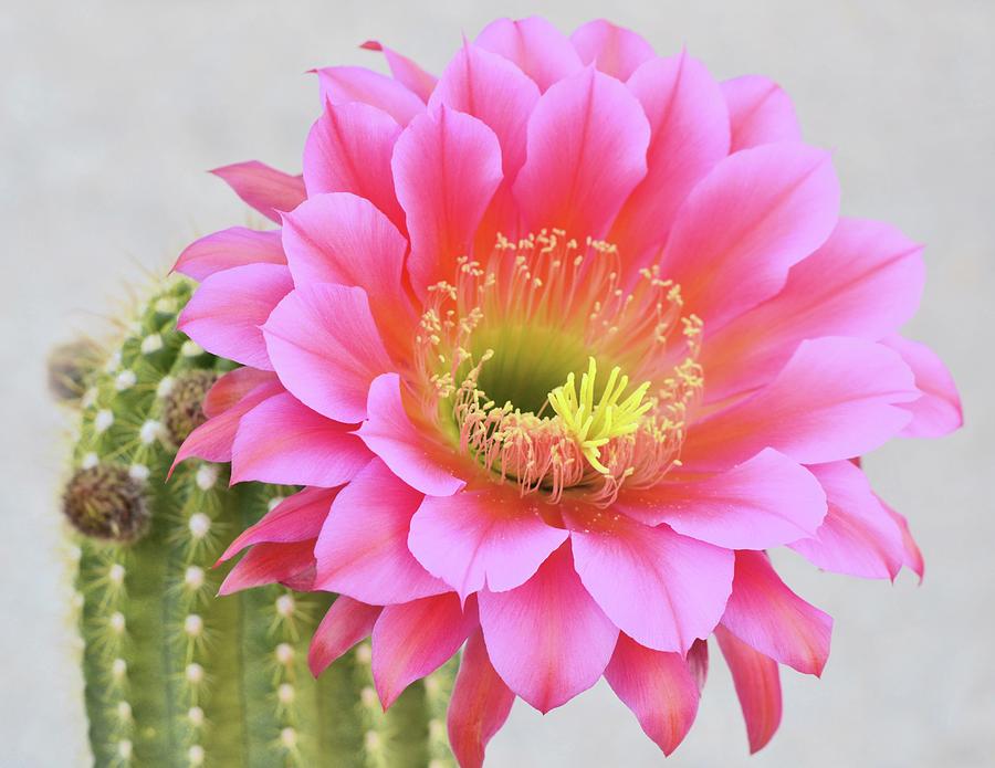 Saucer Cactus Flower Photograph by Yuko Smith Photography