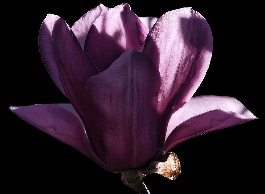 Flower Photograph - Saucer Magnolia Blossom by Camille Lopez