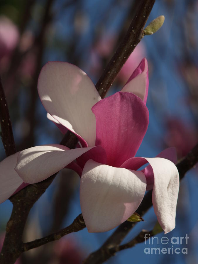 Saucer Magnolia Branch Photograph by Anna Lisa Yoder