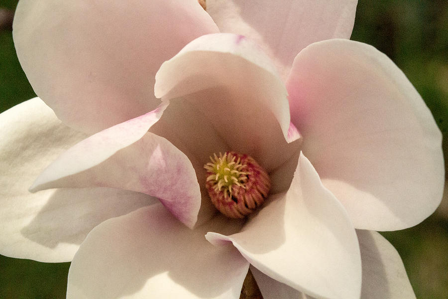 Saucer Magnolia Photograph by Cathy Donohoue