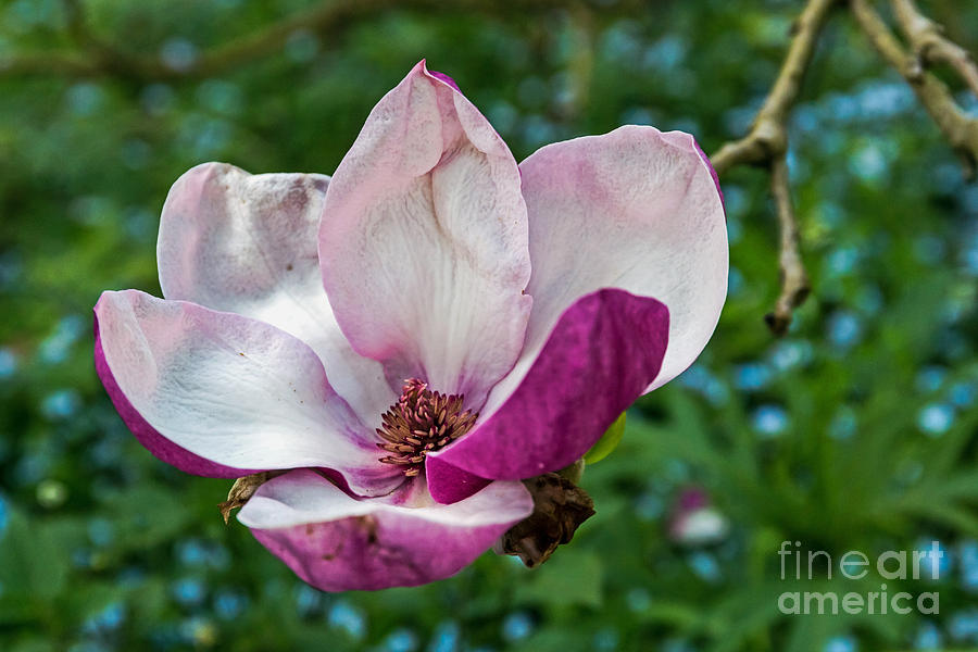 Saucer Magnolia Photograph by Kate Brown