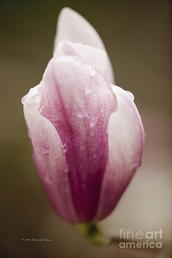 Spring Photograph - Saucer Magnolia #2 by Richard J Thompson