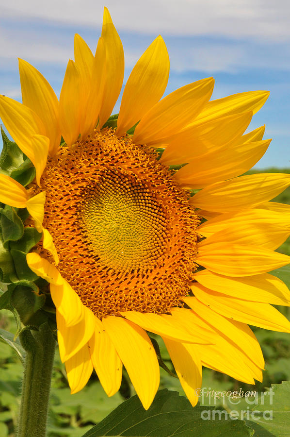 Saucy Sunflower Photograph by Regina Geoghan - Fine Art America